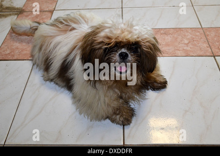 Kimmy, Ich Bin'S. malteser Hund Stockfoto