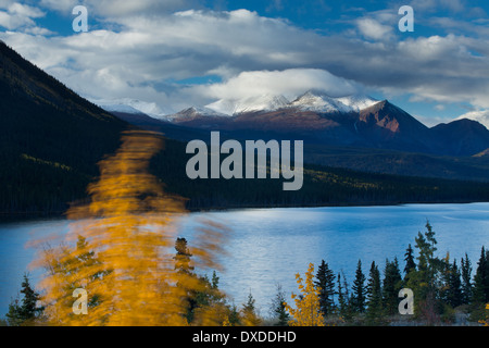 Herbstfärbung bei Nares Lake mit Montana Berg darüber hinaus, in der Nähe von Carcross, Yukon Territorien, Kanada Stockfoto