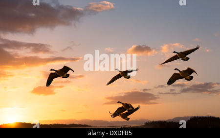 Ein zusammengesetztes Bild der kanadische Gänse im Flug bei Sonnenaufgang. Stockfoto