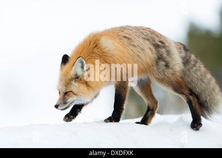 Rotfuchs (Vulpes Vulpes) zu Fuß auf einer Schneewehe, Yellowstone-Nationalpark, Wyoming Stockfoto