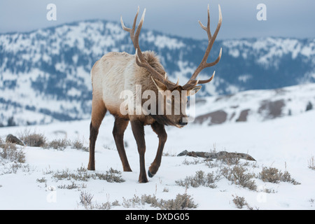 Bull Elk (Cervus Elaphus), Yellowstone-Nationalpark, Wyoming Stockfoto