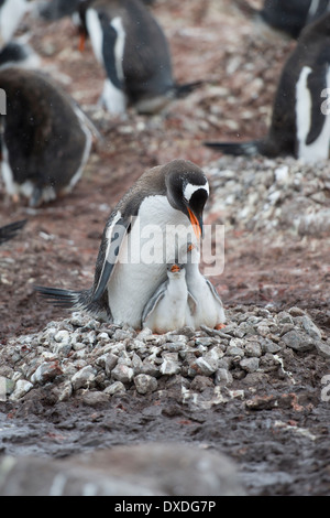 Erwachsenen Gentoo Penguin, Pygoscelis Papua und Küken im Nest, Neko Harbour, antarktische Halbinsel Stockfoto