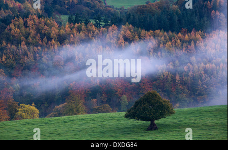 Herbstfärbung und Nebel im Tal Dee (Dyffryn Dyfrdwy) in der Nähe von Llangollen, Denbighshire, Wales Stockfoto