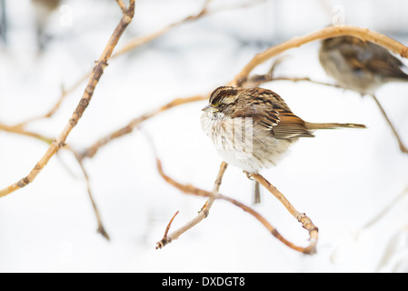 Weiß – Throated Spatz, New York City, USA Stockfoto