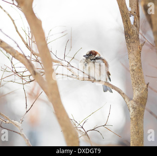 Weiß – Throated Spatz, New York City, USA Stockfoto