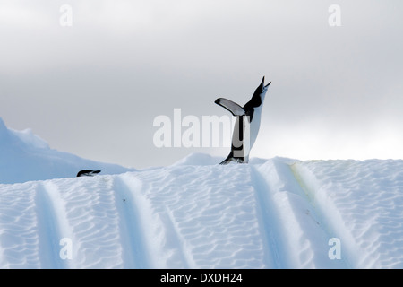 Pinguin Zügelpinguinen (Pygoscelis Antarcticus). Deception Island, Süd-Shetland-Inseln. Stockfoto