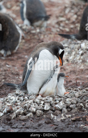 Erwachsenen Gentoo Penguin, Pygoscelis Papua und Küken im Nest, Neko Harbour, antarktische Halbinsel Stockfoto