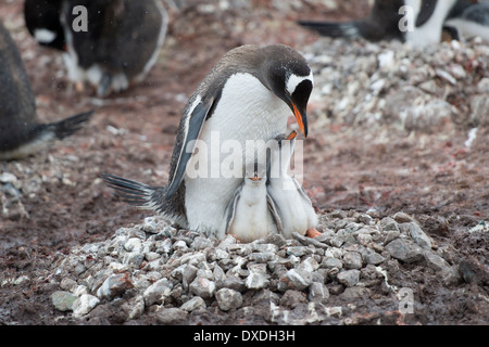 Erwachsenen Gentoo Penguin, Pygoscelis Papua und Küken im Nest, Neko Harbour, antarktische Halbinsel Stockfoto