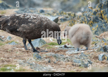 Braune Skua (Stercorarius Antarcticus) oder subantarktischen Skua (Catharacta Antarctica), am Nest Küken füttern. Hannah-Punkt Stockfoto