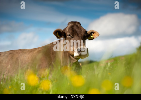 Brown-Swiss Milchvieh im Bereich der Butterblumen. Dumfries, Schottland. Stockfoto