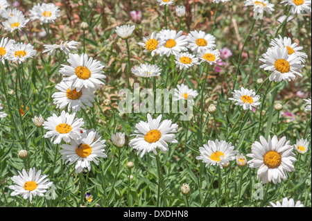Wiese der Kamille hautnah Stockfoto