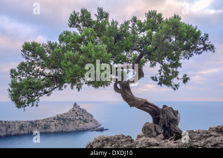 Baum auf Felsen auf der Krim Stockfoto