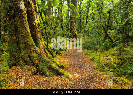Pfad durch Regenwald, Lake Gunn Naturwanderung, Fjordland National Park, Southland, Südinsel, Neuseeland Stockfoto