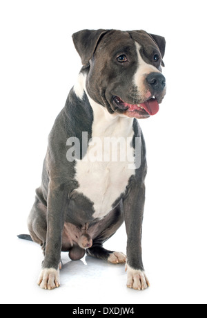 Porträt von ein amerikanischer Staffordshire-Terrier vor weißem Hintergrund Stockfoto
