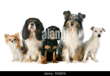 Welpen und Erwachsene Cavalier king Charles, Chihuahua, Jack Russel Terrier und Sheltie vor weißem Hintergrund Stockfoto