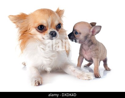 Welpen und Erwachsenen Chihuahua vor weißem Hintergrund Stockfoto