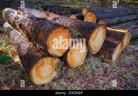 Frisch geerntete Kiefer Bäume Protokolle auf einem Stapel Stockfoto