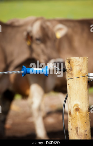 Elektrozaun einrichten entlang Feldweg Milchvieh auf zu halten. Schottland. Stockfoto