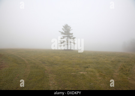 Baum im Nebel, Stadt Mount Albert, Ontario, Kanada Stockfoto