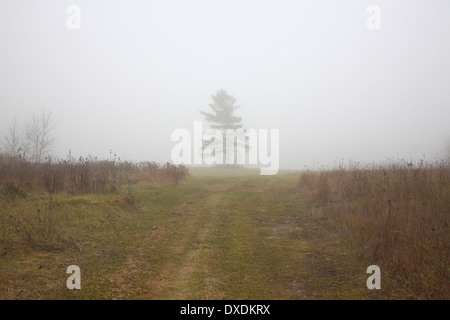 Baum im Nebel, Stadt Mount Albert, Ontario, Kanada Stockfoto