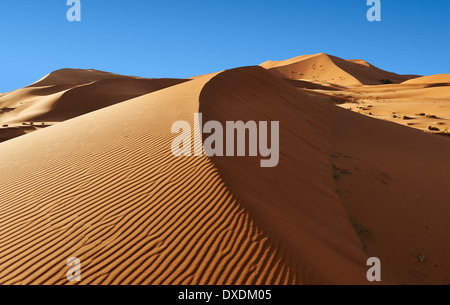 Sahara parabolischen Dünen von Erg Chebbi, Marokko, Afrika Stockfoto