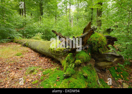 Alten bemoosten gefallenen Baumstamm in Buchenwald (Fagus Sylvatica), Spessart, Bayern, Deutschland Stockfoto