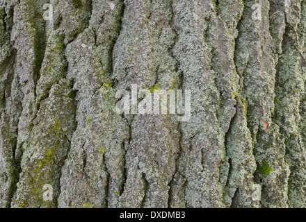 Nahaufnahme der Baumrinde Pappel, Hessen, Deutschland Stockfoto