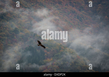 Ein Schwarzmilan (Milvus Migrans) fliegt durch die Luft mit den Wäldern in der Nähe von Shirakawa-Go als Kulisse Stockfoto