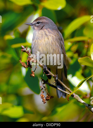 Ein Palmsänger Vogel - Dendroica palmarum, auf einem Ast thront. Stockfoto