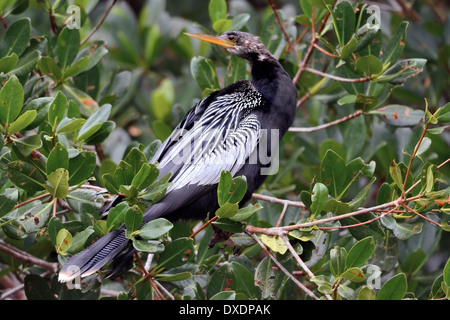 Anhinga (Anhinga anhinga) in dicht grünem Laub, mit schlankem schwarzen Körper, gemusterten Flügeln und langem Spitzschnabel in subtropischem Lebensraum. Stockfoto