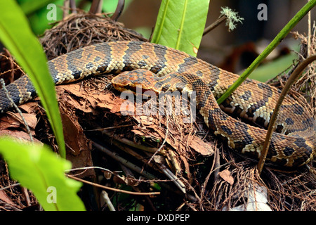 Florida Cottonmouth (Agkistrodon piscivorus conanti) auf Waldboden gewickelt, zeigt sein markantes Muster und seinen breiten Kopf in einheimischem subtropischem h Stockfoto