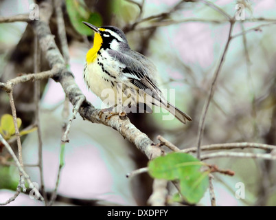 Ein Gelbkehliger Waldsänger - Dendroica dominica, auf einem Zweig thront Stockfoto