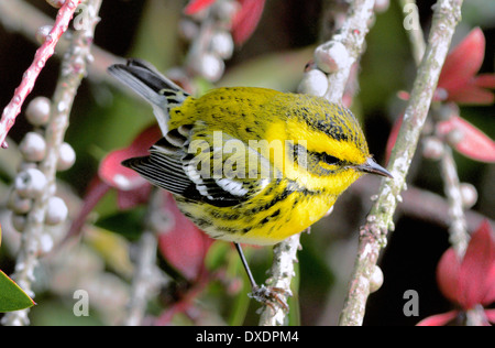 Ein Townsend-Waldsänger (Dendroica townsendi), der auf einem Ast thront. Stockfoto