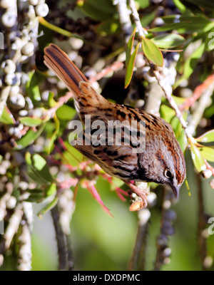 Song Sparrow (Melospiza melodia) thront zwischen dichten Zweigen und zeigt braunes Gefieder, auffällige Markierungen und eine aufmerksame Haltung bei natürlichem Licht. Stockfoto