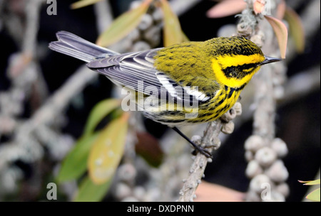 Dendroica townsendi, ein Waldsänger aus Townsend, thront auf einem Ast, der vor einem verschwommenen Hintergrund abgebildet ist. Stockfoto