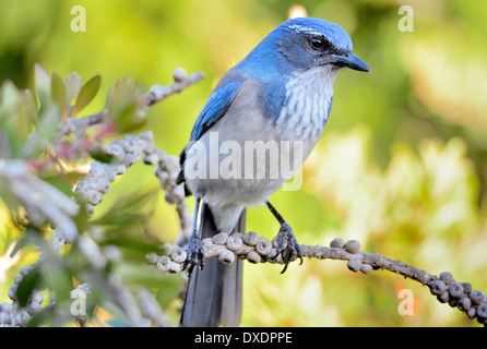Florida Scrub-Jay (Aphelocoma coerulescens), der auf einem Ast thront und blaue Flügel und einen Kopf mit hellgrauen Unterteilen in einem heimischen Buschgebiet zeigt. Stockfoto