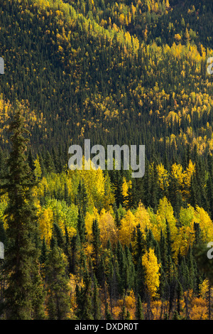 Herbstfärbung Farbsäume der Dempster Highway, Yukon Territorien, Kanada Stockfoto