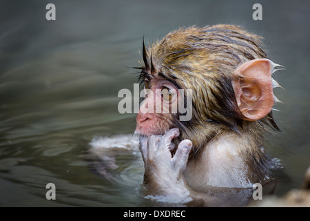 Neugierig japanischen Makaken (Macaca Fuscata) baby Stockfoto