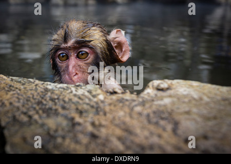 Neugierig baby japanischen Makaken (Macaca Fuscata) Stockfoto