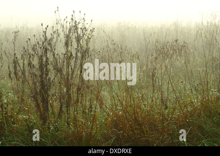 Ein nebeliger Morgen befeuchtet die Wiese im Tau in der Morgendämmerung. Stockfoto