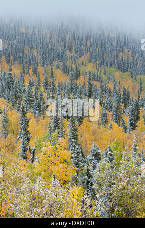 Herbstfärbung und der erste Schnee auf Kuppel Hügel oberhalb von Dawson City, Yukon Territorien, Kanada Stockfoto