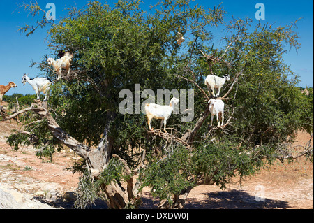 Ziegen ernähren sich von Nüssen Arganöl (Argania Spinosa) in ein Arganbaum in einem Obstgarten in der Nähe von Essaouira, Marokko Stockfoto