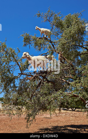 Ziegen ernähren sich von Nüssen Arganöl (Argania Spinosa) in ein Arganbaum in einem Obstgarten in der Nähe von Essaouira, Marokko Stockfoto