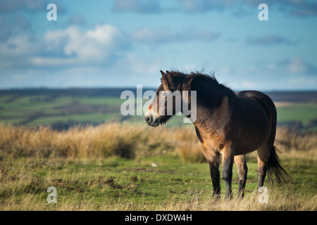 Wildpferde auf Winsford Hill, Exmoor National Park, Somerset, England, UK Stockfoto