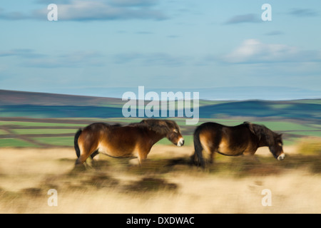 Wildpferde auf Winsford Hill, Exmoor National Park, Somerset, England, UK Stockfoto