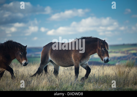 Wildpferde auf Winsford Hill, Exmoor National Park, Somerset, England, UK Stockfoto