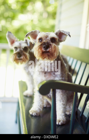 Zwei Schnauzer sitzen auf Bank, New York City, New York State, USA Stockfoto