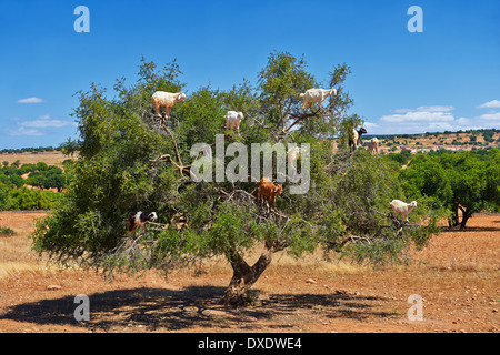 Ziegen ernähren sich von Nüssen Arganöl (Argania Spinosa) in ein Arganbaum in einem Obstgarten in der Nähe von Essaouira, Marokko Stockfoto