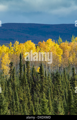 Herbstfärbung Futter dem Klondike Highway in der Nähe von Moose Creek, Yukon Territorien, Kanada Stockfoto