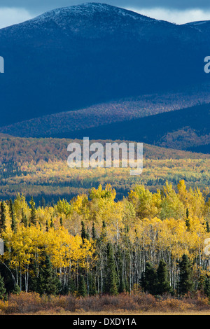 Herbstfärbung Futter dem Klondike Highway in der Nähe von Moose Creek, Yukon Territorien, Kanada Stockfoto